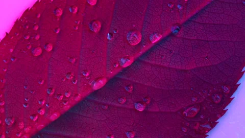 Close up wet leaf rotating ,red and blue light. 4k macro detail Stock Footage 155333881