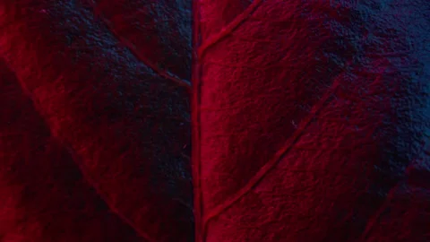 Close up wet leaf rotating ,red and blue light. 4k macro detail Stock Footage 155334098