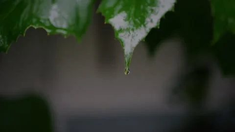 Close-up of wet leaves and reflections after rain in a garden... 스톡 동영상 339101836