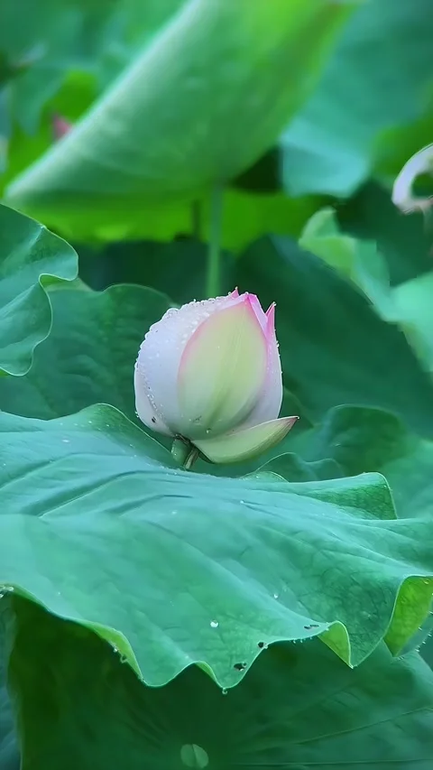 Close-Up of a Wet Lotus Bud with Raindrops in a Chinese Garden in Suzhou Vídeos de archivo 337976180