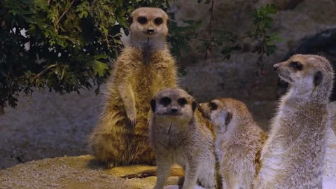 Close up of wet Meerkats Stock Footage 141605656