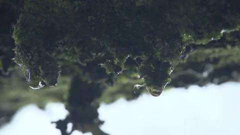 Close up of wet moss on tree (1) Stock Footage 71390419