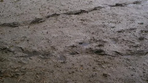 Close-up of wet muddy soil featuring a rich earthy organic texture Stock Photos