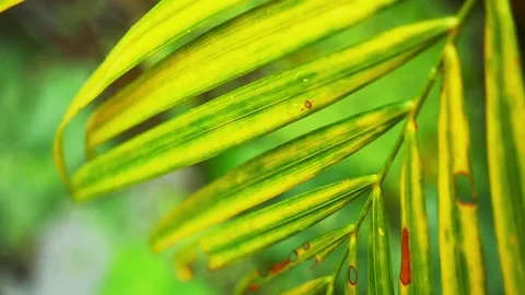 Close up of wet palm leaf nature background. Slow motion. 1920x1080 Video stock 82349175