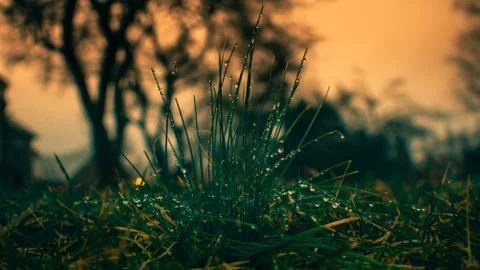 A Close-Up to a Wet Patch of Crab Grass Stock Photos