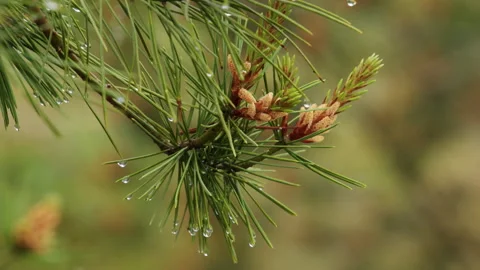 Close-up of Wet Pine Branch with Pollen Cones and Raindrops Stockbeeldmateriaal 335144177