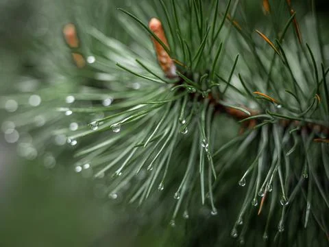 Close-up of a wet pine tree branch alfer the rain. Stock Photos