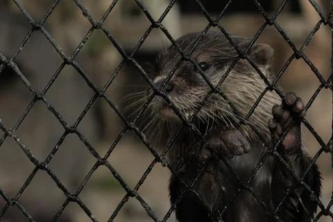 Close-up of a wet small-clawed otter behind bars holding the wire fence Stock Photos