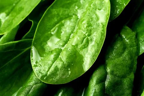 Close-up on wet spinach. Selective focus, macro Stock Photos