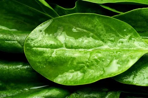 Close-up on wet spinach. Selective focus, macro Stock Photos