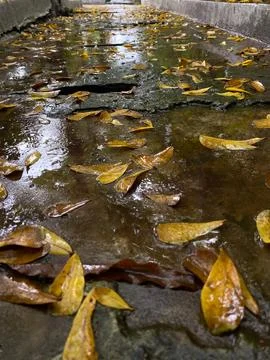 Close up wet stone path or cobbled street with fallen leaves after the rain Photos