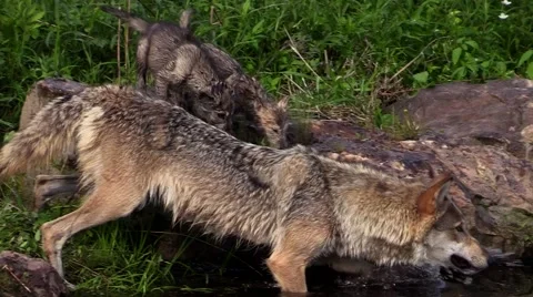 Close up of wet Timber wolf and two pups Stock Footage 46419723
