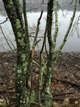 Close up of wet tree with moss Foto stock
