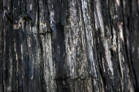 Close up wet wood background Stock Photos