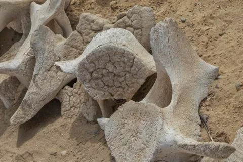 Close up of whale bones. Stock Photos