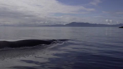 Close up of whale diving Video stock 151610635