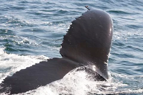 Close up of a whale Stock Photos