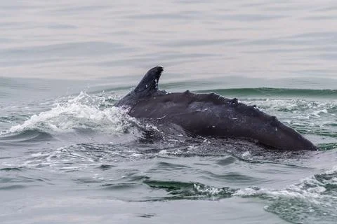 Close-up of a whale Stock Photos