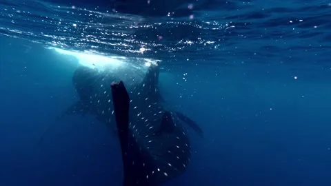 Close-up of a Whale Shark . Stock Footage 336314157