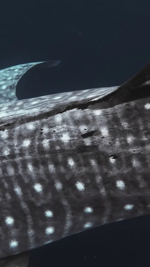 Close-Up of Whale Shark's Unique Patterns in Deep Ocean Stock Footage 336662717