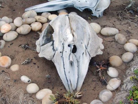 Close up of whale skull Foto stock