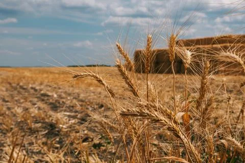 Close-up wheat and hay bales in summer field Stock Photos