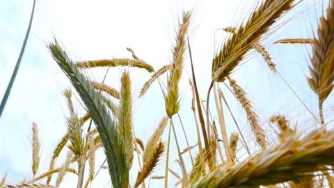 A close-up of wheat. Angle from the bottom point. Slow motion Stock Footage 86291317
