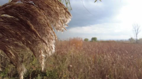Close-up of wheat branches swaying in the wind Video stock 218515775
