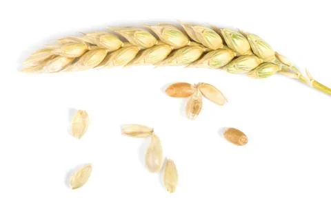 Close up wheat cereal crops Stock Photos