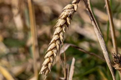 Close-up of wheat in a cornfield Stock Photos