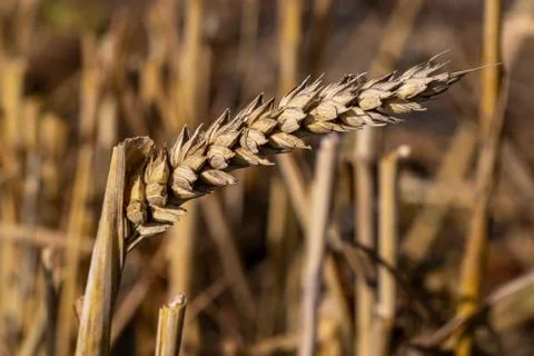 Close-up of wheat in a cornfield Stock Photos