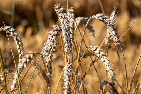Close-up of wheat in a cornfield Stock Photos