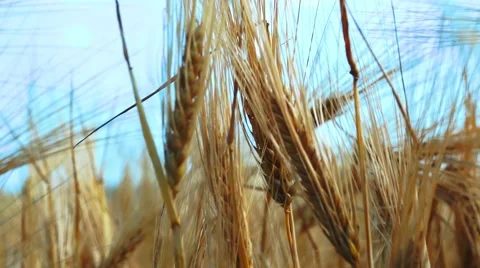 Close up Wheat Corp in Wind Stock Footage 50633767