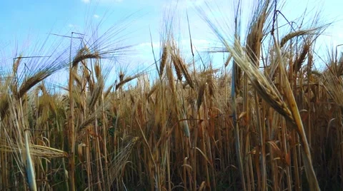 Close Up Wheat Crop Stock Footage 50633680