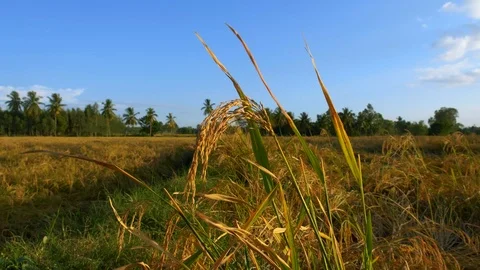 Close up of wheat crop in sun with vast field and coconut trees in rural India Vídeo Stock 111304017