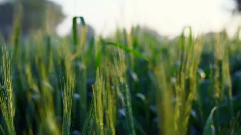 Close-up Wheat ear with dew in nature on a soft blurry gold background Stock-Footage 237462804