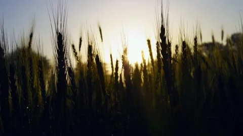 Close-up Wheat ear with dew in nature on a soft blurry gold background. Stock-Footage 237462865