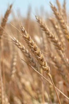 A close up of a wheat ear in a field under the sky Stock Photos