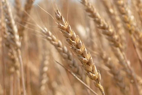 A close up of a wheat ear in a field under the sky Stock Photos