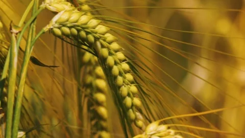 Close-up of a wheat ear moving in the wind on a sunny day Stock Footage 312067161