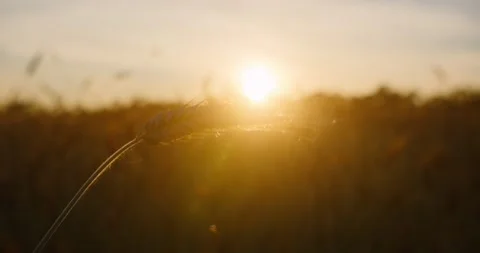 Close up of the wheat ear in rays of the setting sun Stock Footage 218863721