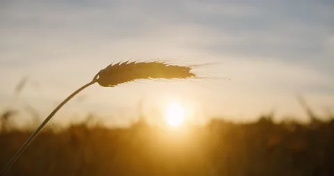 Close up of the wheat ear in rays of the setting sun Video stock 218867547