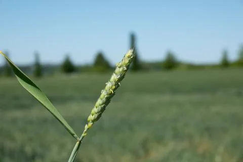 Close-up of a wheat ear standing in a cornfield Stock Photos