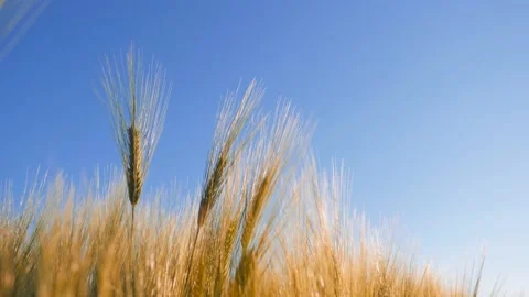 Close up of wheat ears against beautiful sky Vídeo Stock 147139497