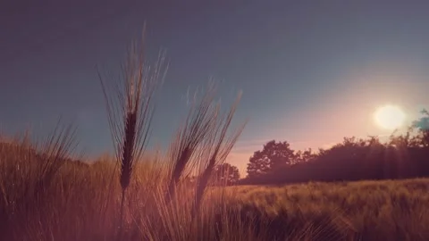 Close up of wheat ears against beautiful sunset sky Stock Footage 147139541