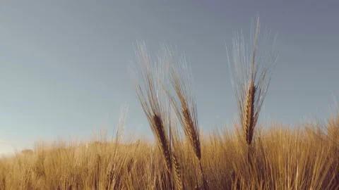 Close up of wheat ears against clean sky Stock Footage 147139555