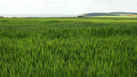 Close-up of wheat ears. Beautiful rye field. Field and forest plants. Botanical Stock Footage 136083690