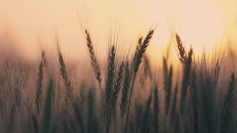 Close-up of wheat ears with dew drops at dawn in the fog. Stock Footage 140468630