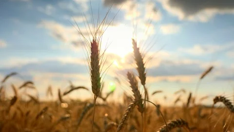 Close-up Wheat Ears. Dried Yellow Crop Field. Evening Blue Cloudy Sky Sunlight Stock Footage 113671336