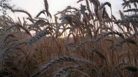 Close-Up of Wheat Ears in a Field Stock Footage 239168523
